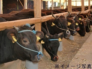 岐阜県高山市×肉牛/法人【36420】-1