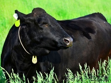 岐阜県高山市×肉牛/法人【36420】-2