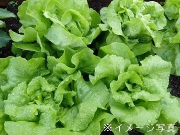 長野県塩尻市×野菜/個人【36438】-top