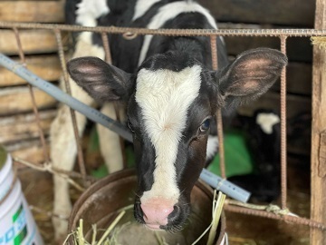 合同会社住田牧場-2