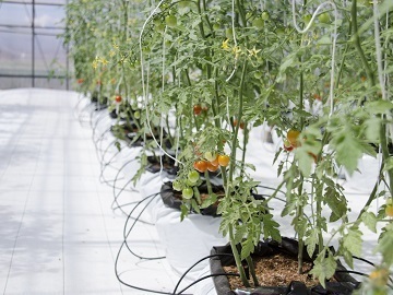 ONENOUEN(ワンノウエン)-2