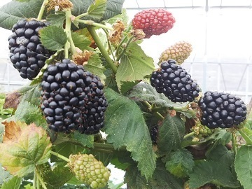 株式会社メークリヒカイト-4