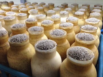 有限会社エムプランテイション-3