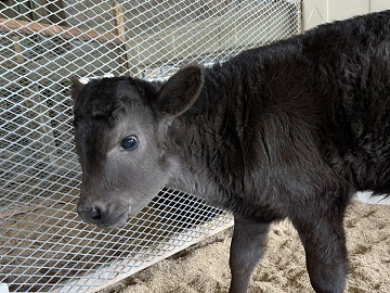 株式会社神戸井相田牧場-5