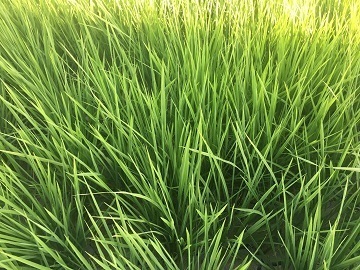 山下農場-5