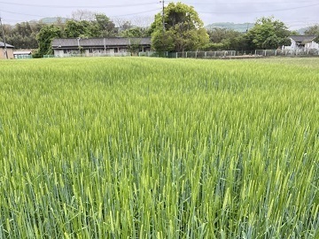 山下農場-1