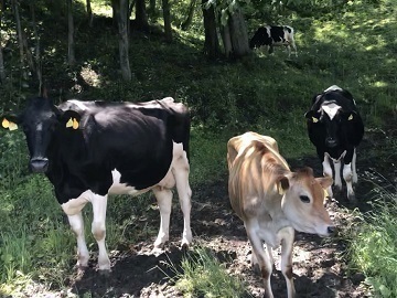 北海道下川町×酪農/法人【36522】-1