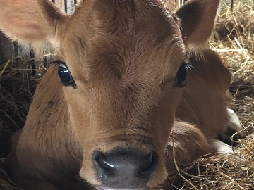 北海道下川町×酪農/法人【36522】-3