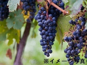 山梨県甲州市×果樹/個人【36726】-top