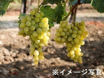 山梨県甲州市×果樹/個人【36726】-2