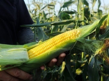 株式会社ひじや農園-6