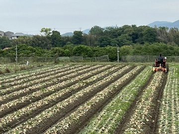 島育ち青果-4