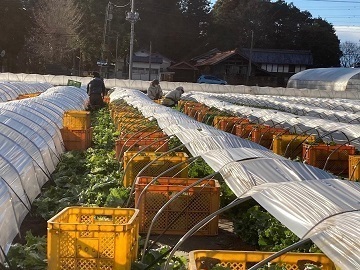 株式会社ひじや農園-1