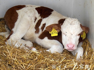 北海道新得町×肉牛/法人【1820】-2