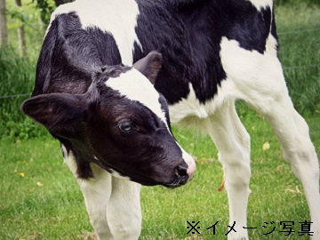 北海道新得町×肉牛/法人【1820】-top