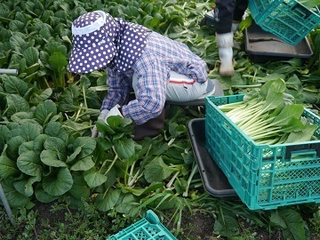 株式会社ツノダファーム-2