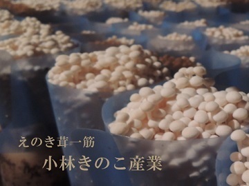 有限会社小林きのこ産業-top