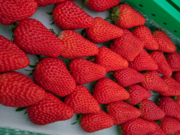 株式会社鈴木農園(掛川市)-6