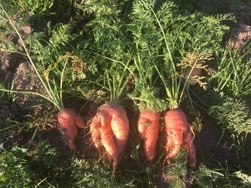 福岡県福岡市×水稲・野菜/法人【36958】-1