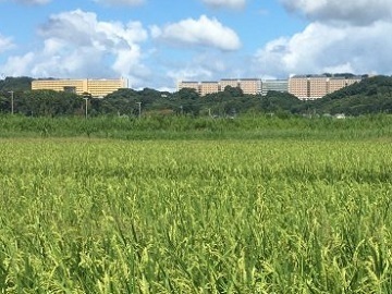 福岡県福岡市×水稲・野菜/法人【36958】-3