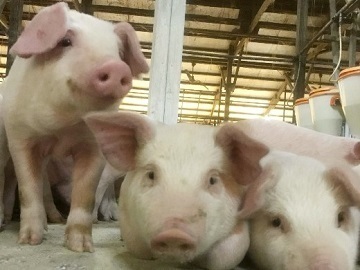 有限会社増田ファーム-1