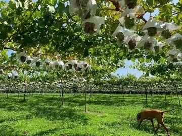 株式会社GREENCOLLAR-7