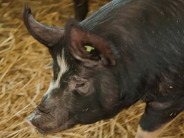 北海道赤井川村×乳製品加工・養豚/法人【43031】-4