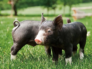 北海道赤井川村×乳製品加工・養豚/法人【43031】-5