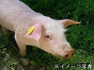 宮崎県川南町×養豚/法人【37413】-top