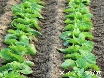 茨城県古河市×露地野菜/法人【37429】-1
