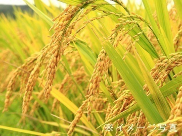 茨城県古河市×露地野菜/法人【37429】-2