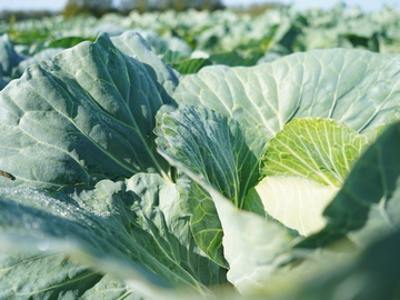 能登地区農業インターンシップ研修　世界農業遺産にも認定されている「能登の里山里海」で農業を体験してみませんか？-8