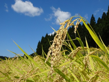 能登地区農業インターンシップ研修　世界農業遺産にも認定されている「能登の里山里海」で農業を体験してみませんか？-7