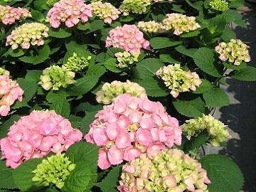 有限会社谷田部園芸-1