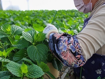 有限会社谷田部園芸-2