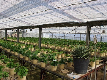 有限会社谷田部園芸-4