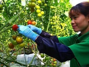 株式会社八ヶ岳みらい菜園-top