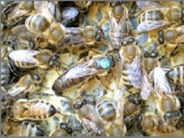 有限会社俵養蜂場-2