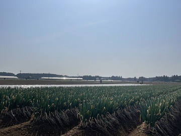千葉県香取市×露地野菜/個人【43158】-top