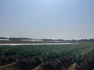 千葉県香取市×露地野菜/個人【43158】-top