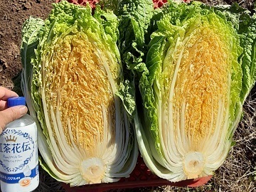 千葉県香取市×露地野菜/個人【43158】-2