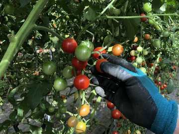 Universal Agriculture Support 合同会社(神奈川県横浜市)-3