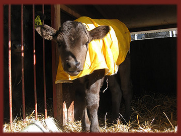 小針牧場(こばり)-6