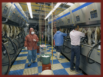 小針牧場(こばり)-7