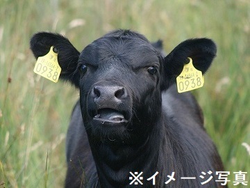 佐藤牧場　佐藤悠-2