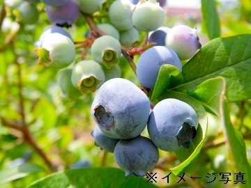 静岡県磐田市×施設野菜・果樹/法人【38072】-2