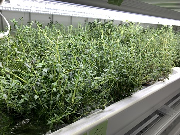 アクセンチュア株式会社【IBUKI海老名農園】-6