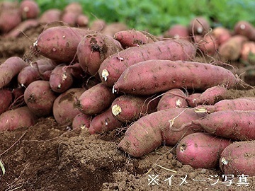 茨城県鉾田市×露地野菜/個人【38134】-top