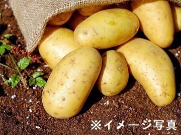 茨城県鉾田市×露地野菜/個人【38134】-1