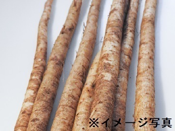 茨城県鉾田市×露地野菜/個人【38134】-3